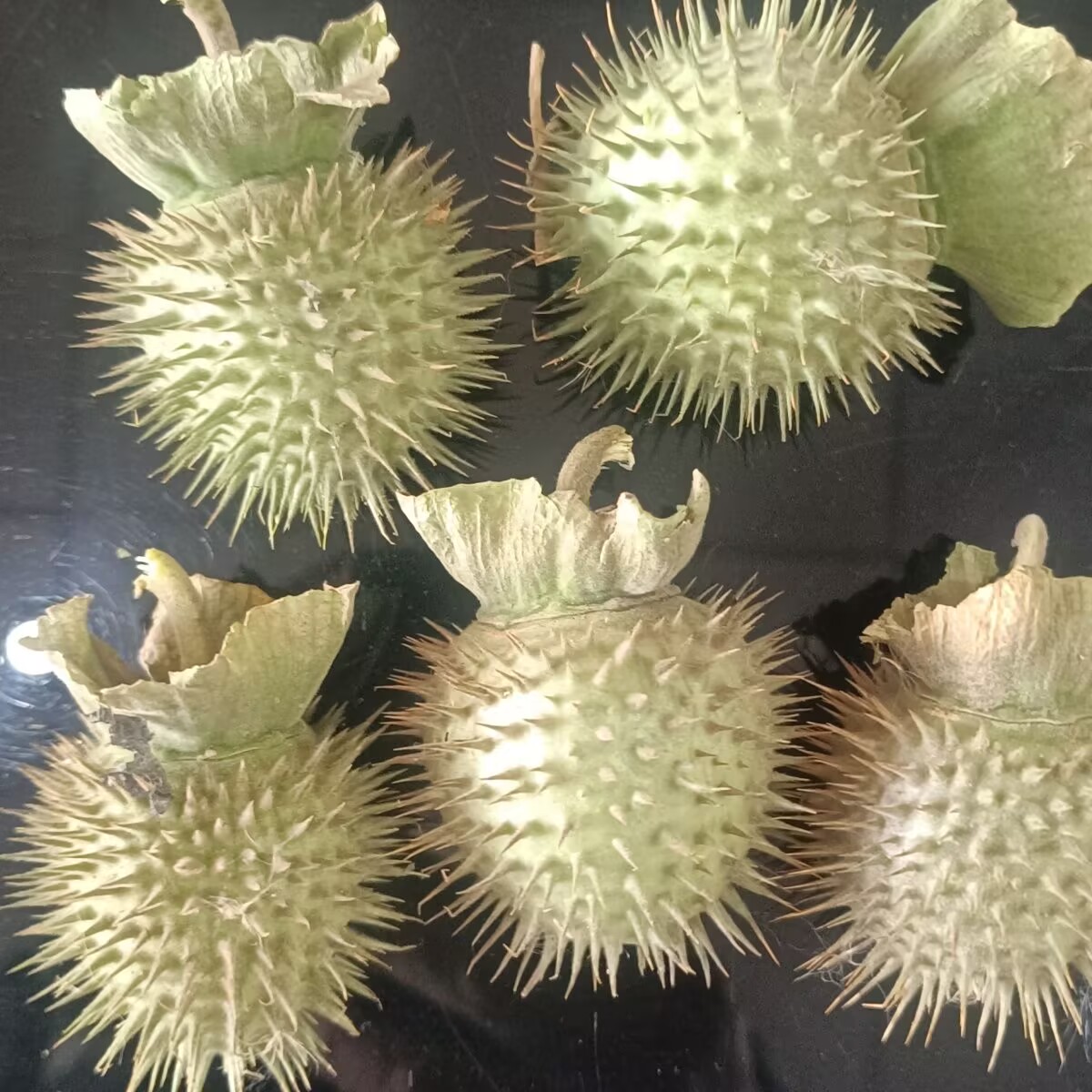 Yüksek Kaliteli Doğal Kurutulm - Potpourri Dried Flower incelemesi ve fiyatı