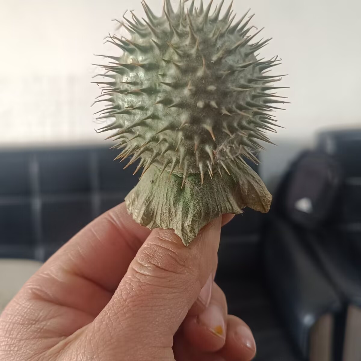 Yüksek Kaliteli Doğal Kurutulm - Potpourri Dried Flower incelemesi ve fiyatı