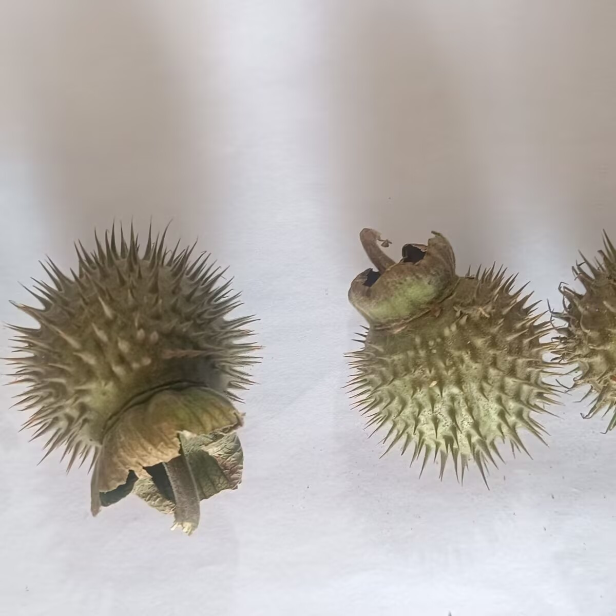Yüksek Kaliteli Doğal Kurutulm - Potpourri Dried Flower incelemesi ve fiyatı