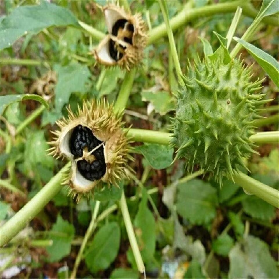 Yüksek Kaliteli Doğal Kurutulm - Potpourri Dried Flower incelemesi ve fiyatı